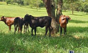 Imagem 4: Sitio para venda na região de Ribeirão Preto-SP com 23,85 alqueires, pecuária, mandioca e