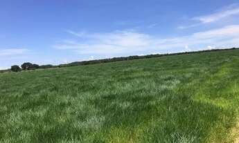 Imagem 4: Fazenda dupla aptidão para venda na região de Nova Mutum-MT com 20.100 hectares sendo 6.00