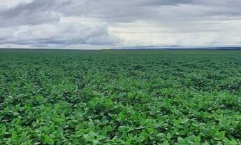 Imagem 6: Fazenda para venda na região de Itaja-GO com 798 hectares na soja, área ideal para lavoura