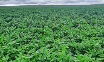 Imagem 2: Fazenda para venda na região de Itaja-GO com 798 hectares na soja, área ideal para lavoura