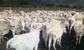 Imagem 6: Fazenda para venda na região de Colinas do Sul-GO com 4.500 hectares com aproveitamento de