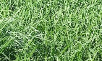 Imagem: Fazenda dupla aptidão para venda na região