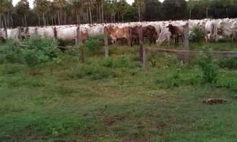 Imagem 6: Fazenda para venda na região de Corumba-MS no Pantanal com 1.580 hectares na pecuária, ben