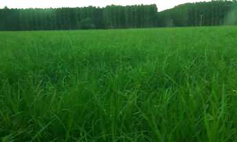 Imagem: Fazenda para venda em Aparecida do Taboado-MS