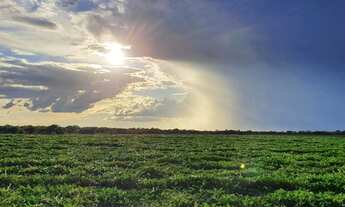Imagem 3: Fazenda dupla aptidão para venda na região de Morpara-BA com 11.500 hectares, atual na pec
