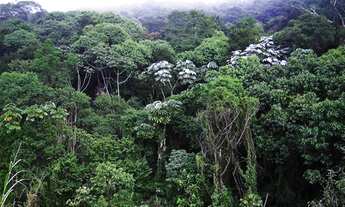 Imagem: Fazenda Mata Atlantica para venda na região