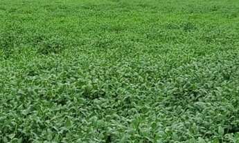 Imagem 4: Excelente fazenda para lavoura a venda na região do Prata-MG com 250 hectares sendo 180 he