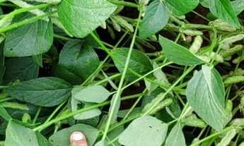 Imagem 7: Excelente fazenda para lavoura a venda na região do Prata-MG com 250 hectares sendo 180 he