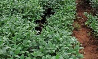 Imagem: Excelente fazenda para lavoura a venda na