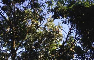 Imagem 6: Oportunidade. Lote com 20.000 m2 para rancho a venda em Guatapara-SP na beira do Rio Mogi