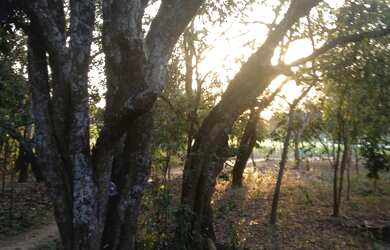 Imagem 3: Oportunidade. Lote com 20.000 m2 para rancho a venda em Guatapara-SP na beira do Rio Mogi