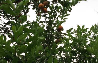 Imagem 7: Oportunidade. Lote com 20.000 m2 para rancho a venda em Guatapara-SP na beira do Rio Mogi