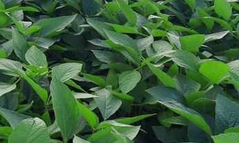 Imagem 4: Linda fazenda para venda na região de Comendador Gomes-MG com 54 alqueirao atual na soja