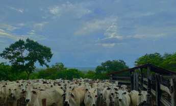 Imagem 2: Fazenda para venda na região de Bom Jesus-PI com 524 hectares na pecuária, beira do asfalt