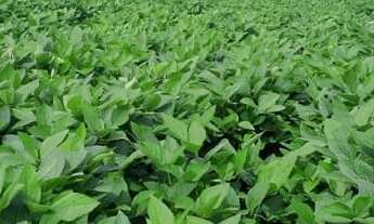 Imagem 5: Linda fazenda para venda na região de Comendador Gomes-MG com 54 alqueirao atual na soja