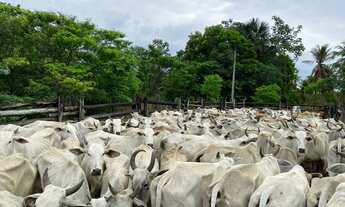 Imagem: Fazenda para venda na região de Bom Jesus-PI