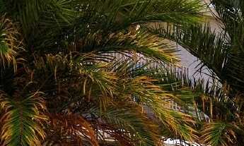 Imagem: Lançamento alto padrão compacto na Ribeirania