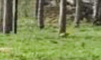 Imagem 3: Fazenda para venda em Peixe-TO com 122,23 hectares em pastagem formada, beira de rio, casa