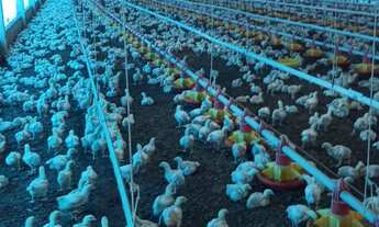 Imagem: Sitio com granja de corte para venda na