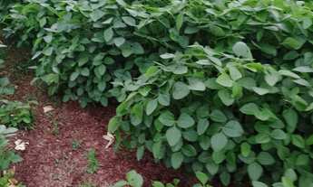 Imagem 7: Fazenda dupla aptidao para venda em Tres Lagoas-MS com 182 alqueires na soja, benfeitorias