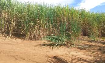 Imagem 2: Sitio para venda em Gurinhata-MG com 15 alqueirao MG sendo 8 alqueirao em cana arrendada