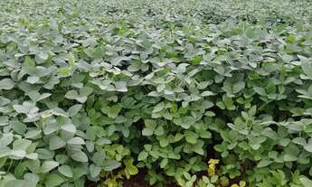 Imagem: Fazenda dupla aptidao para venda em Tres