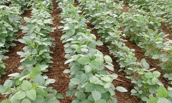 Imagem 5: Fazenda dupla aptidao para venda em Tres Lagoas-MS com 182 alqueires na soja, benfeitorias