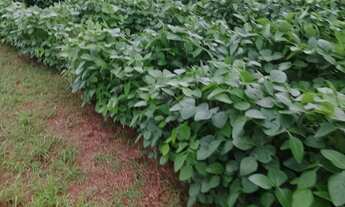 Imagem 2: Fazenda dupla aptidao para venda em Tres Lagoas-MS com 182 alqueires na soja, benfeitorias