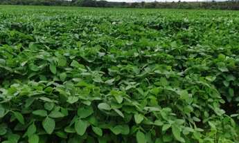 Imagem 3: Fazenda dupla aptidao para venda em Tres Lagoas-MS com 182 alqueires na soja, benfeitorias