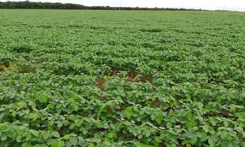 Imagem 4: Fazenda dupla aptidao para venda em Tres Lagoas-MS com 182 alqueires na soja, benfeitorias