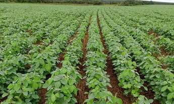 Imagem 6: Fazenda dupla aptidao para venda em Tres Lagoas-MS com 182 alqueires na soja, benfeitorias