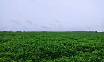 Imagem: Fazenda para venda na região de Porto Alegre