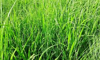 Imagem 4: Fazenda dupla aptidao para venda na região de Barra do Garças-MT com 990 hectares, montada