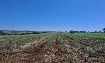 Imagem 2: Fazenda para venda na região de Fernandopolis-SP com 51 alqueires sendo 47 alqueires em ca