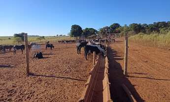 Imagem 3: Fazenda na pecuária para venda na região de Presidente Prudente-SP com 126 alqueires, conf
