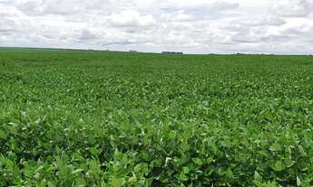 Imagem: Fazenda para venda na região de Nova Mutum-MT