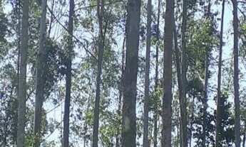 Imagem: Fazenda de eucalipto para venda na região