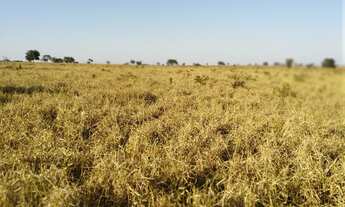 Imagem: Fazenda dupla aptidao para venda na região