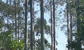 Imagem 2: Fazenda de eucalipto para venda na região de Sete Barras-SP com 265 alqueires sendo 30 alq