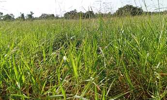 Imagem: Sitio dupla aptidao para venda na regiao