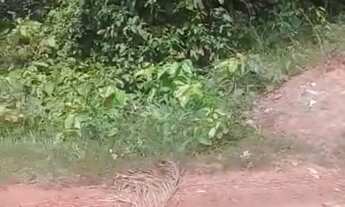 Imagem 7: Fazenda para venda na região de Humberto de Campos-MA com 12.500 hectares sendo 10.000 hec