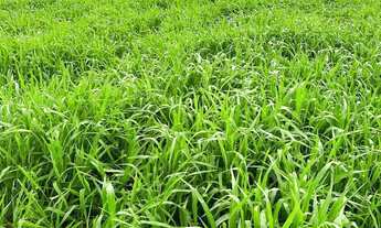 Imagem: Fazenda historica para venda na região