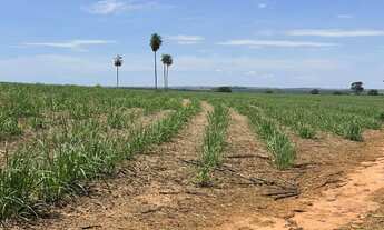 Imagem: Fazenda para venda na região de Fernandopolis-SP