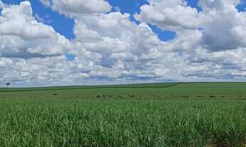 Imagem: Fazenda para venda na região de Andradina-SP