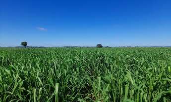 Imagem: Fazenda para venda na região de Araçatuba-SP