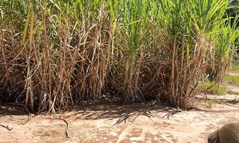 Imagem: Fazenda para venda na região de Araçatuba-SP