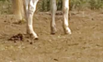 Imagem 7: Chácara em Condomínio - 3 quartos, 1 suíte, 3 banheiros, 10 vagas - Haras Paineiras, Salt