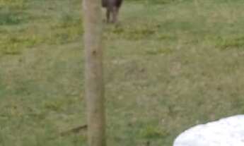 Imagem 2: Chácara em Condomínio - 3 quartos, 1 suíte, 3 banheiros, 10 vagas - Haras Paineiras, Salt