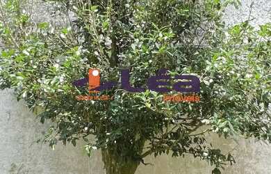 Imagem 15: Casa para locação na Vila Oliveira, Mogi das Cruzes-SP: 3 quartos, 2 suítes, 1 sala, 3 ban