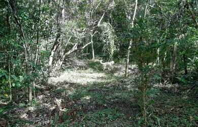 Imagem 5: CHÁCARA 6 MIL M² ESCRITURADA COM CASA CONTENDA 199 MIL FN 99864-4995